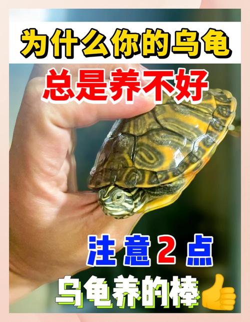 家中乌龟闯入,吉祥象征?(家里跑来一只乌龟是什么征兆) 家中乌龟闯入,吉祥象征?(家里跑来一只乌龟是什么征兆)