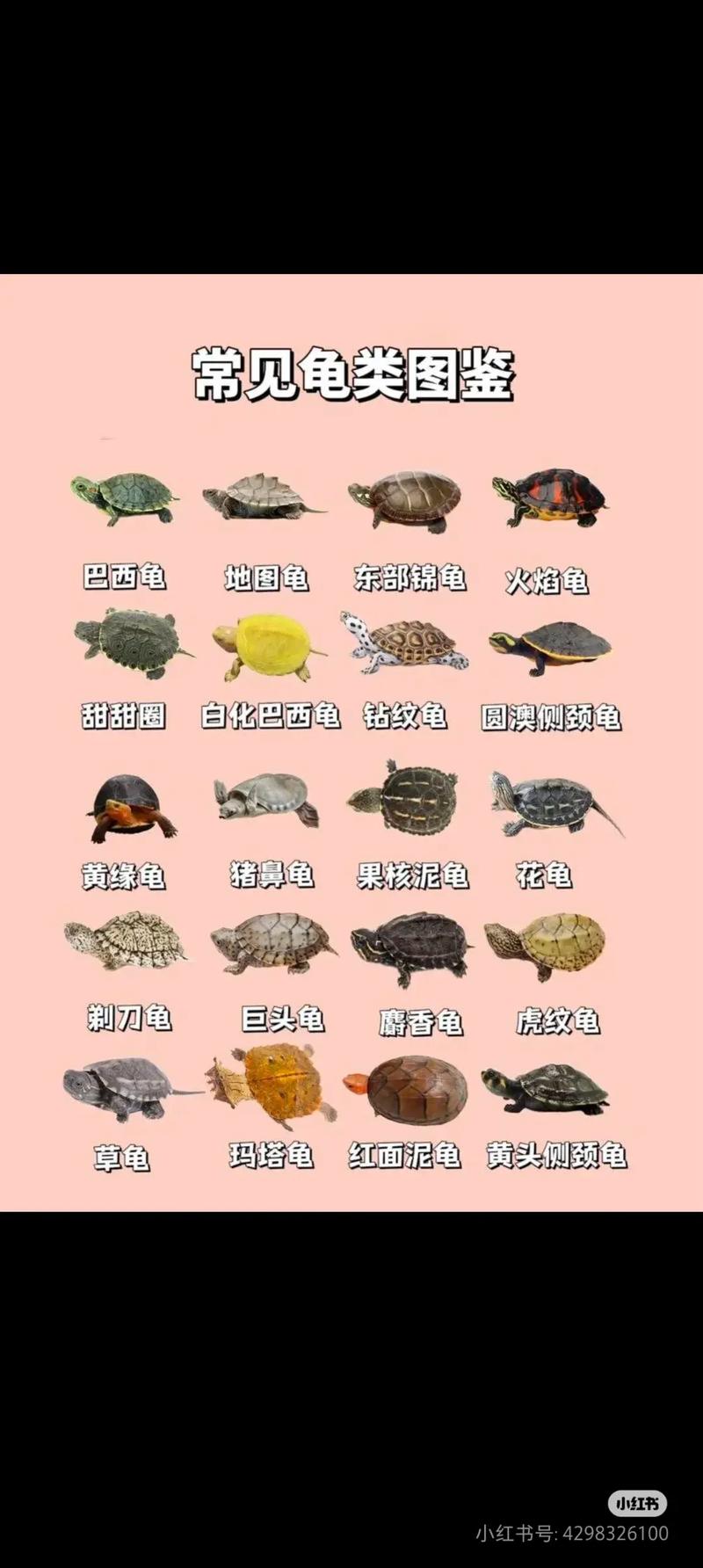 折背欧洲象龟星龟等,各有特色(陆地龟品种大全图解) 折背欧洲象龟星龟等,各有特色(陆地龟品种大全图解)
