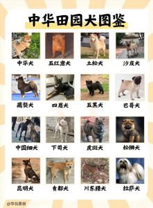 狗狗品种多，选对更合适！（宠物狗有哪些品种）