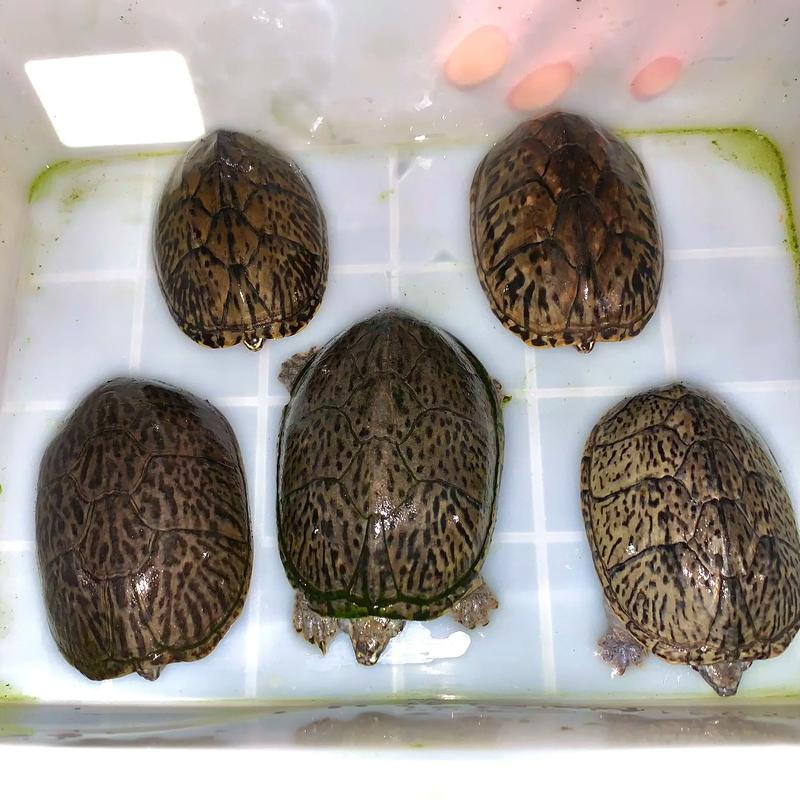 名贵宠物龟种类多价格高,但需关注保护(名贵的宠物龟) 名贵宠物龟种类多价格高,但需关注保护(名贵的宠物龟)