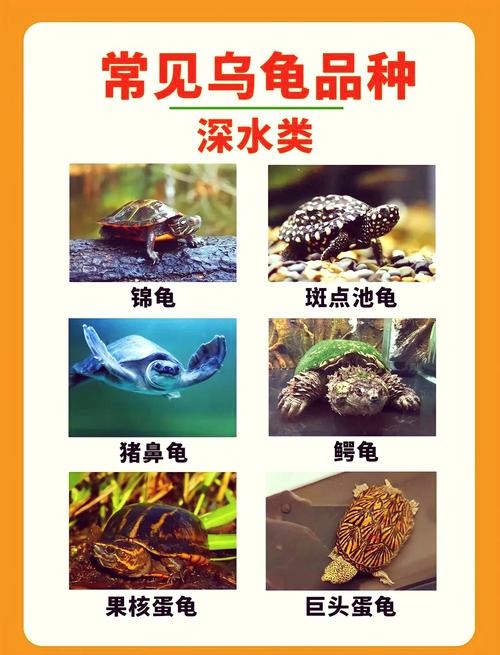 麝香龟剃刀龟小鳄龟黄喉龟(深水互动性好的龟) 麝香龟剃刀龟小鳄龟黄喉龟(深水互动性好的龟)