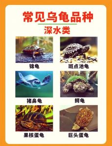 麝香龟剃刀龟小鳄龟黄喉龟（深水互动性好的龟）