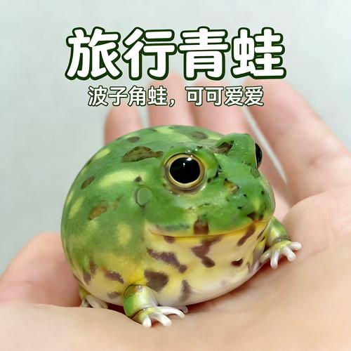 可爱宠物,饲养需注意(角蛙宠物) 可爱宠物,饲养需注意(角蛙宠物)