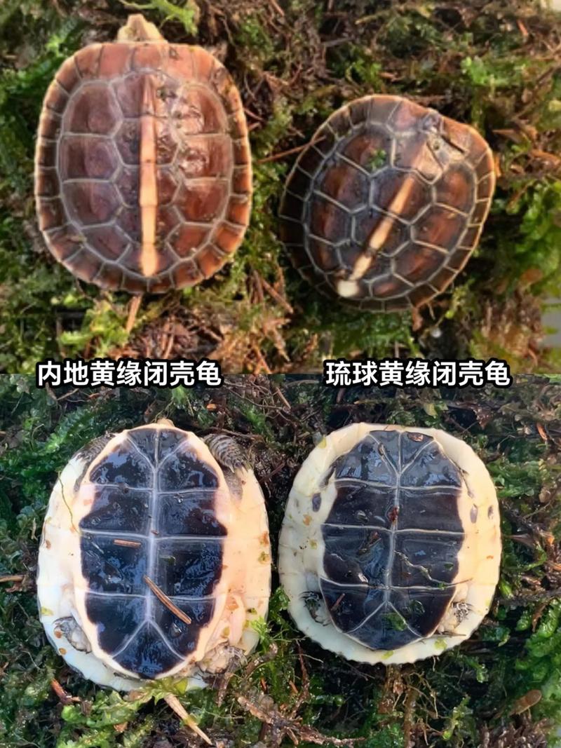 黄缘闭壳龟哪个适合你?(安缘闭壳龟和黄缘闭壳龟哪个好) 黄缘闭壳龟哪个适合你?(安缘闭壳龟和黄缘闭壳龟哪个好)
