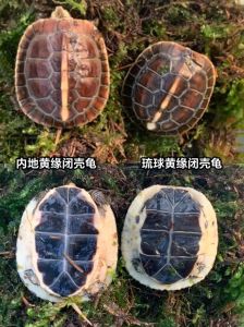 黄缘闭壳龟哪个适合你？（安缘闭壳龟和黄缘闭壳龟哪个好）