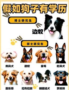边境牧羊犬最聪明，爱它们才是最重要的！（十大宠物狗智商排名）