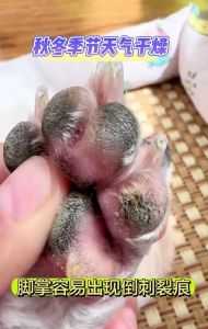 狗狗脚裂疼痛？快涂凡士林！（狗狗脚部龟裂开口怎么办）