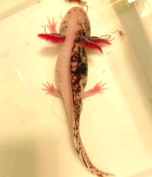 黑色猫非一种猫,粉色蝾螈有特色品种(宠物蝾螈是什么品种) 黑色猫非一种猫,粉色蝾螈有特色品种(宠物蝾螈是什么品种)