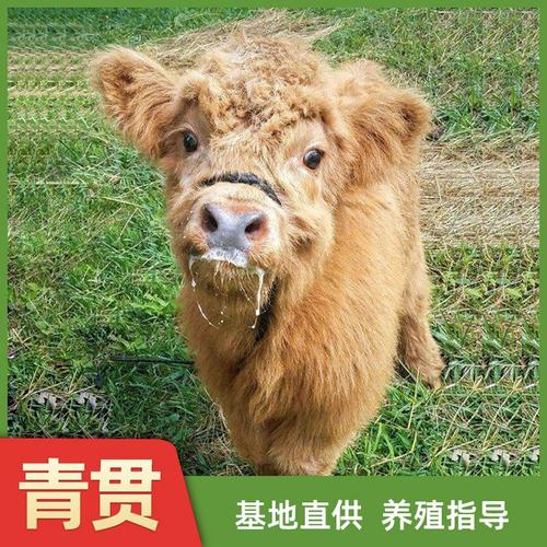 牛做宠物?安格斯门塔尔高地牛,选哪个?(宠物牛的品种) 牛做宠物?安格斯门塔尔高地牛,选哪个?(宠物牛的品种)
