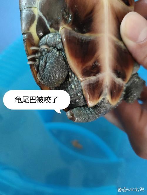 龟咬架怎么办?看这6招防攻击!(乌龟攻击性强咬别的龟怎么办) 龟咬架怎么办?看这6招防攻击!(乌龟攻击性强咬别的龟怎么办)