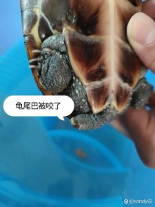 龟咬架怎么办？看这6招防攻击！（乌龟攻击性强咬别的龟怎么办）