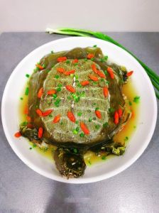 养乌龟，陆龟吃菜水龟吃肉，环境要搞好（家里养的乌龟吃什么食物）