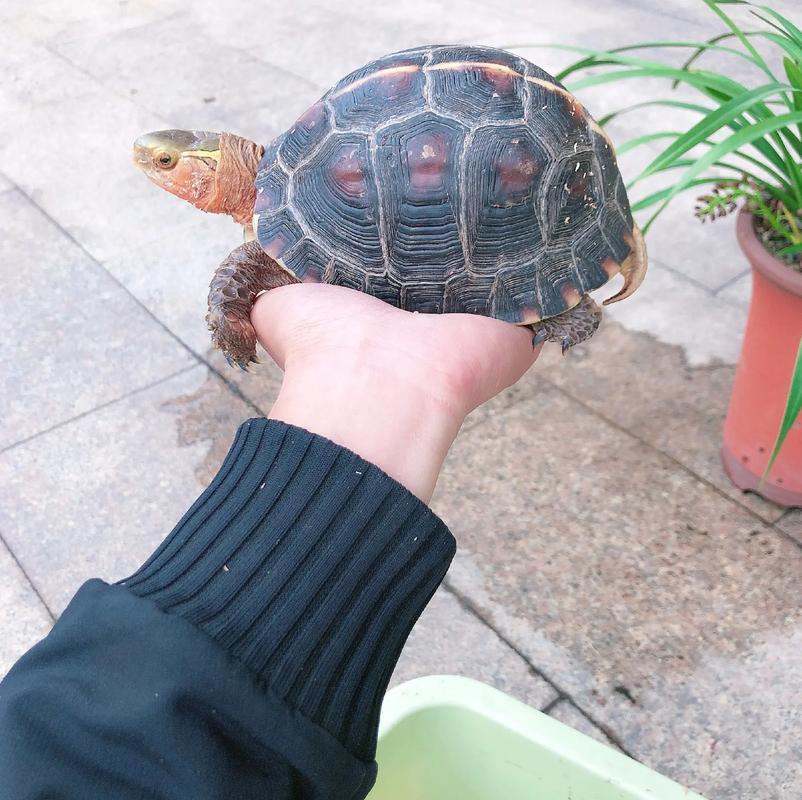 保护与养殖的风险(云南哪里有黄缘闭壳龟) 保护与养殖的风险(云南哪里有黄缘闭壳龟)