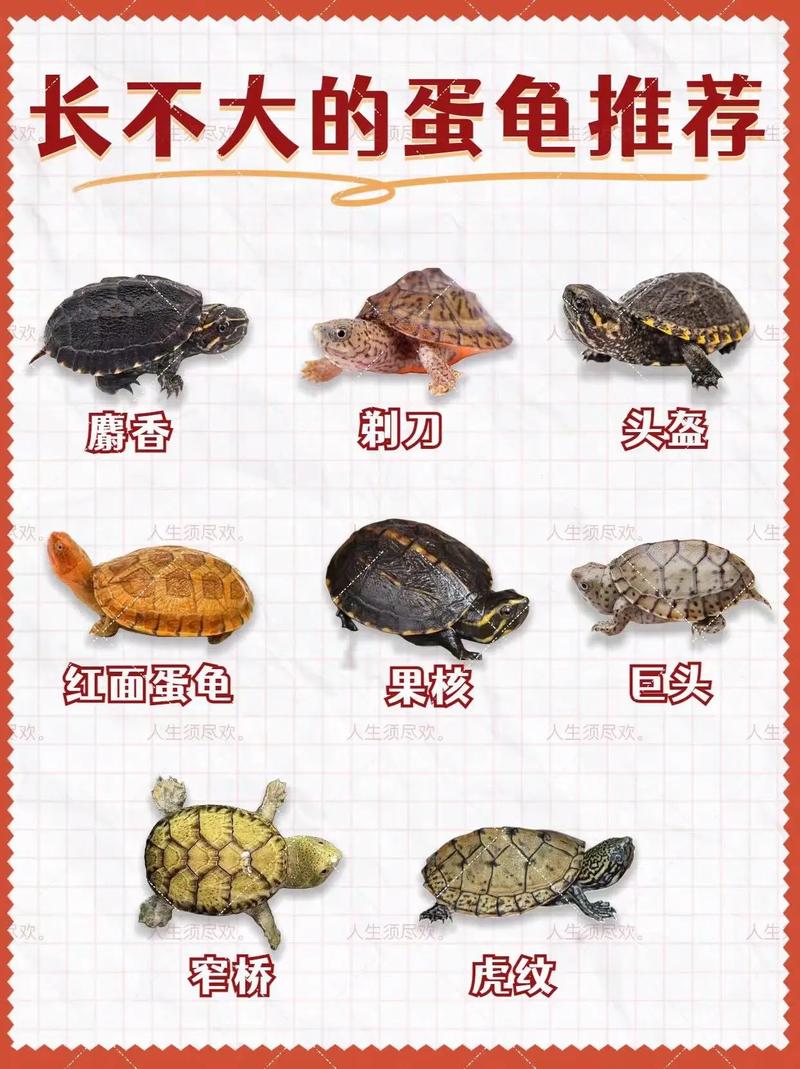 新手入门首选，观赏互动性强（哪几种宠物龟长不大）