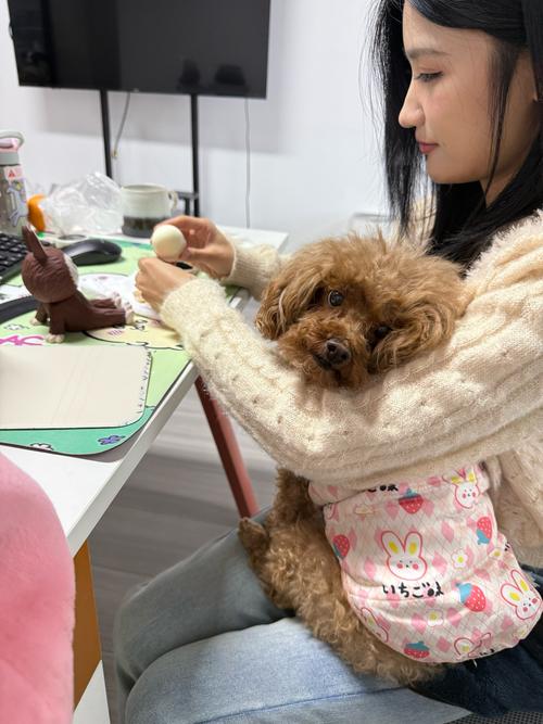 宠物险宣传遭骂,底线何在?(宠物犬p图女性) 宠物险宣传遭骂,底线何在?(宠物犬p图女性)