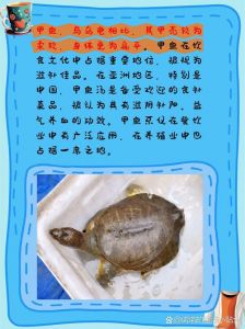 乌龟好养互动，鳖难养但能吃（乌龟和鳖哪个好养活）