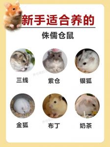 龙猫温顺，花枝鼠好养，选对适合你！（宠物鼠的品种大全排行）