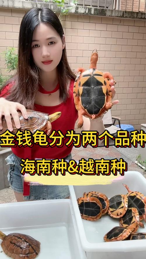 海南金钱龟贵 越南金钱龟平价 选龟要理性(海南金钱龟和越南金钱龟哪个值钱) 海南金钱龟贵 越南金钱龟平价 选龟要理性(海南金钱龟和越南金钱龟哪个值钱)