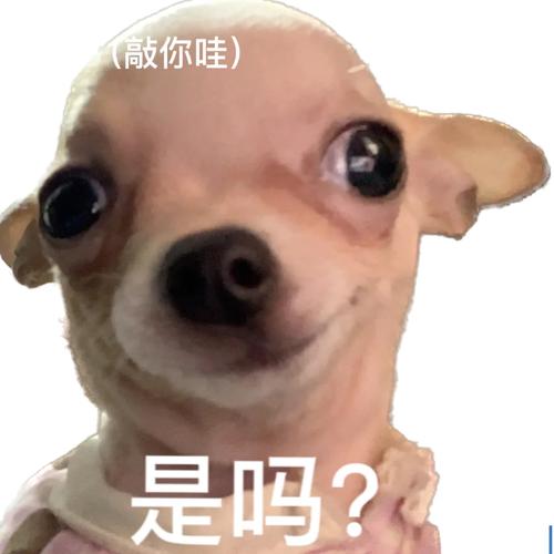 宠物表情包生成器，AI玩出趣！（宠物发生器表情包网站）