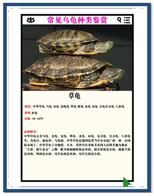乌龟种类多,好养又长寿,适合当宠物(乌龟的品种有哪些图片) 乌龟种类多,好养又长寿,适合当宠物(乌龟的品种有哪些图片)