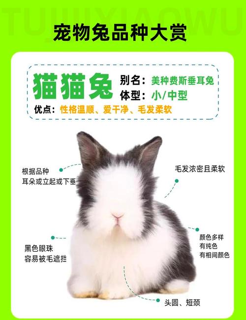 垂耳侏儒安哥拉等(宠物兔的品种与图片) 垂耳侏儒安哥拉等(宠物兔的品种与图片)
