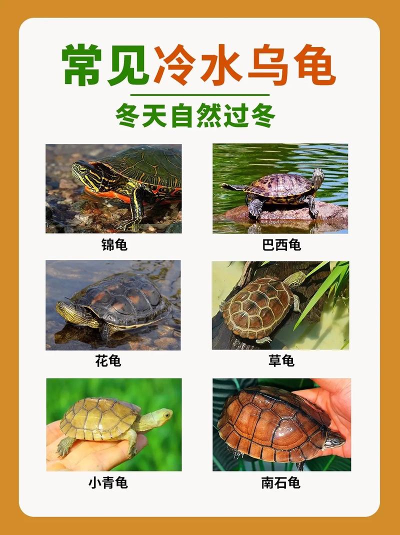 温度湿度,安全过冬(冬天养乌龟有哪几种办法) 温度湿度,安全过冬(冬天养乌龟有哪几种办法)