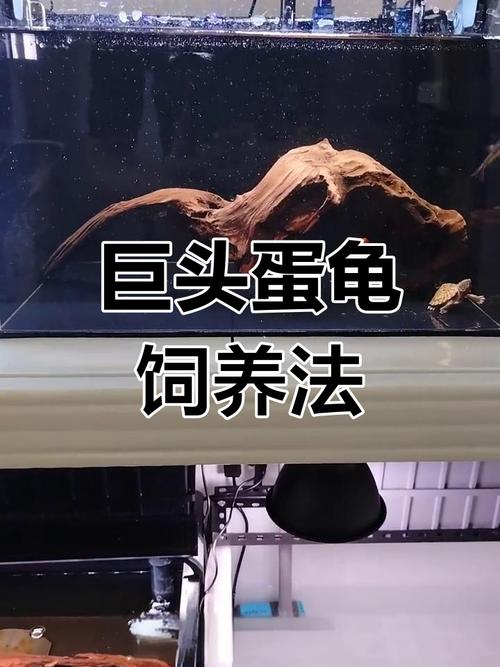 习性环境与繁殖(巨头蛋龟饲养) 习性环境与繁殖(巨头蛋龟饲养)