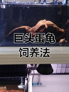 习性环境与繁殖（巨头蛋龟饲养）