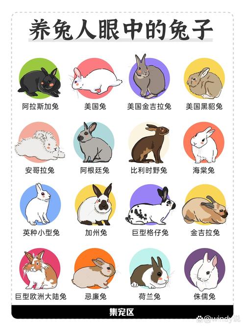 垂耳狮子侏儒等受欢迎品种（宠物兔的品种及图片）