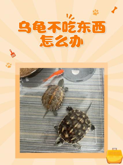 乌龟不吃龟粮怎么办?(乌龟不吃小龟粮怎么办) 乌龟不吃龟粮怎么办?(乌龟不吃小龟粮怎么办)