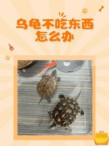 乌龟不吃龟粮怎么办？（乌龟不吃小龟粮怎么办）