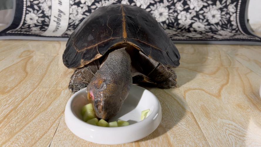 乌龟素食品种多，不同喙部食不同（吃素的乌龟有什么品种）