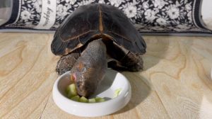 乌龟素食品种多，不同喙部食不同（吃素的乌龟有什么品种）