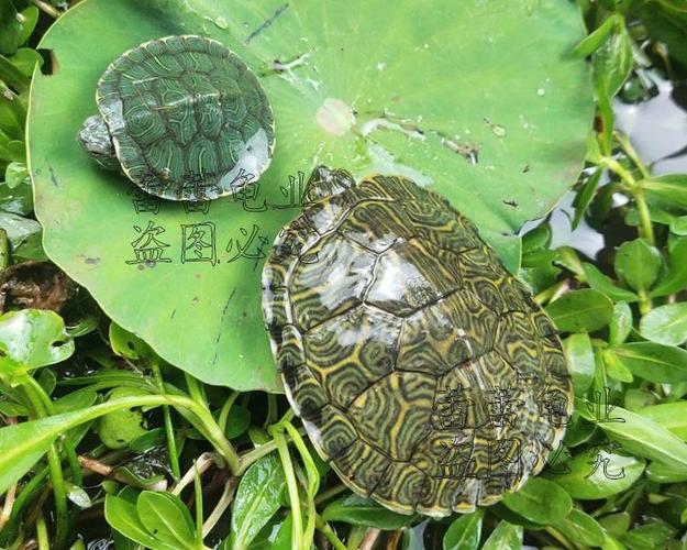 小巧鲜艳,饲养指南(背部是绿色的小乌龟是什么品种) 小巧鲜艳,饲养指南(背部是绿色的小乌龟是什么品种)