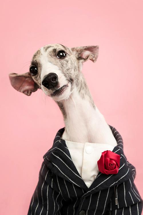 宠物险宣传遭骂,底线何在?(宠物犬p图女性) 宠物险宣传遭骂,底线何在?(宠物犬p图女性)