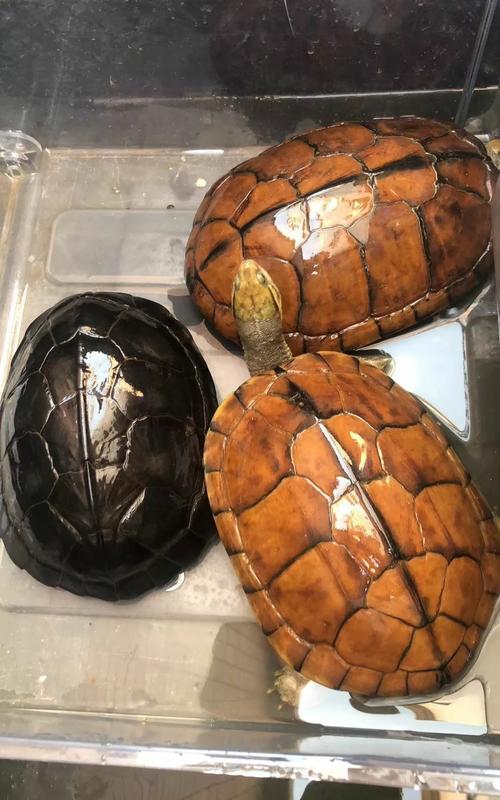 乌龟壳纹路看年龄?没那么简单!(20cm的黄喉拟水龟多少岁) 乌龟壳纹路看年龄?没那么简单!(20cm的黄喉拟水龟多少岁)