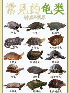 乌龟种类多，好养又长寿，适合当宠物（乌龟的品种有哪些图片）