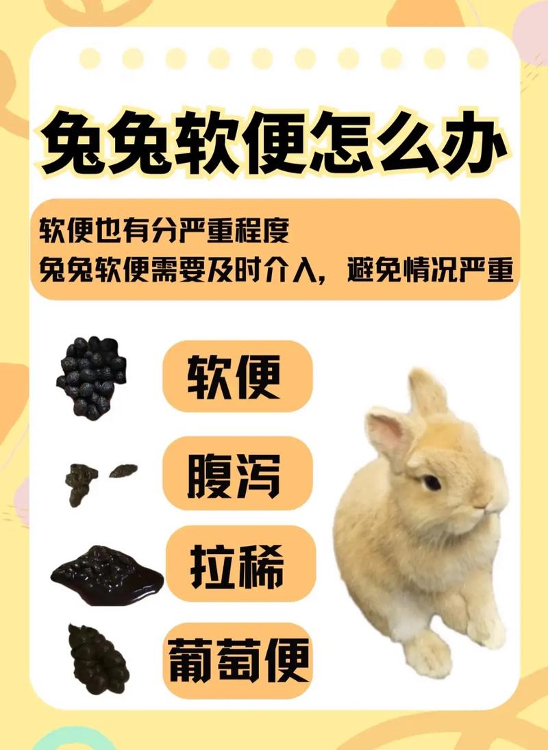 兔子吃屎补营养很正常（宠物兔吃自己的粑粑）