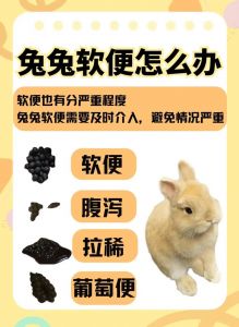兔子吃屎补营养很正常（宠物兔吃自己的粑粑）