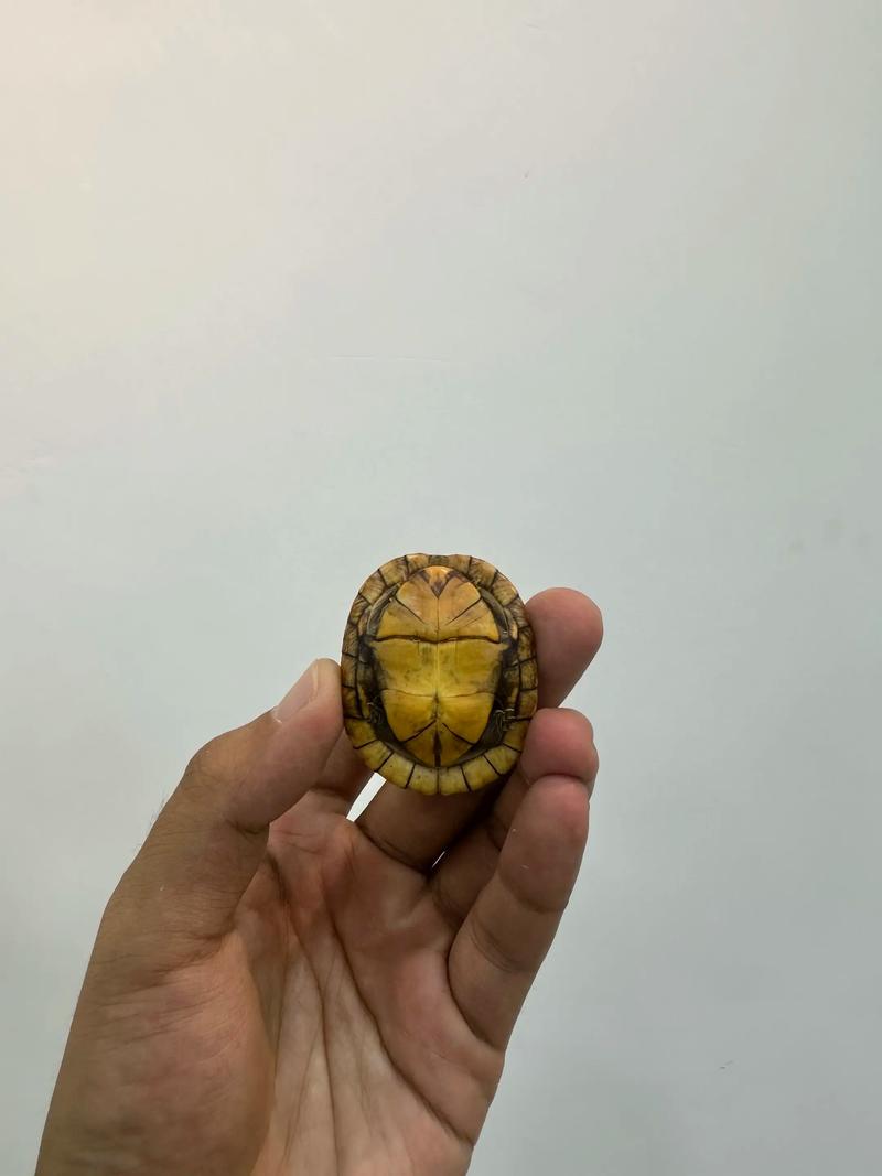三线闭壳龟与红面蛋龟的挑战与需求(三线闭壳龟和红面蛋龟哪个好养) 三线闭壳龟与红面蛋龟的挑战与需求(三线闭壳龟和红面蛋龟哪个好养)