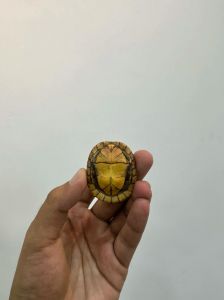 三线闭壳龟与红面蛋龟的挑战与需求（三线闭壳龟和红面蛋龟哪个好养）