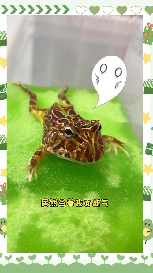 小角蛙不吃食?检查环境食物健康!(小角蛙不吃东西怎么办) 小角蛙不吃食?检查环境食物健康!(小角蛙不吃东西怎么办)