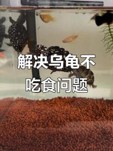龟食欲不振？温度低不适应或生病了（乌龟不吃东西怎么办）