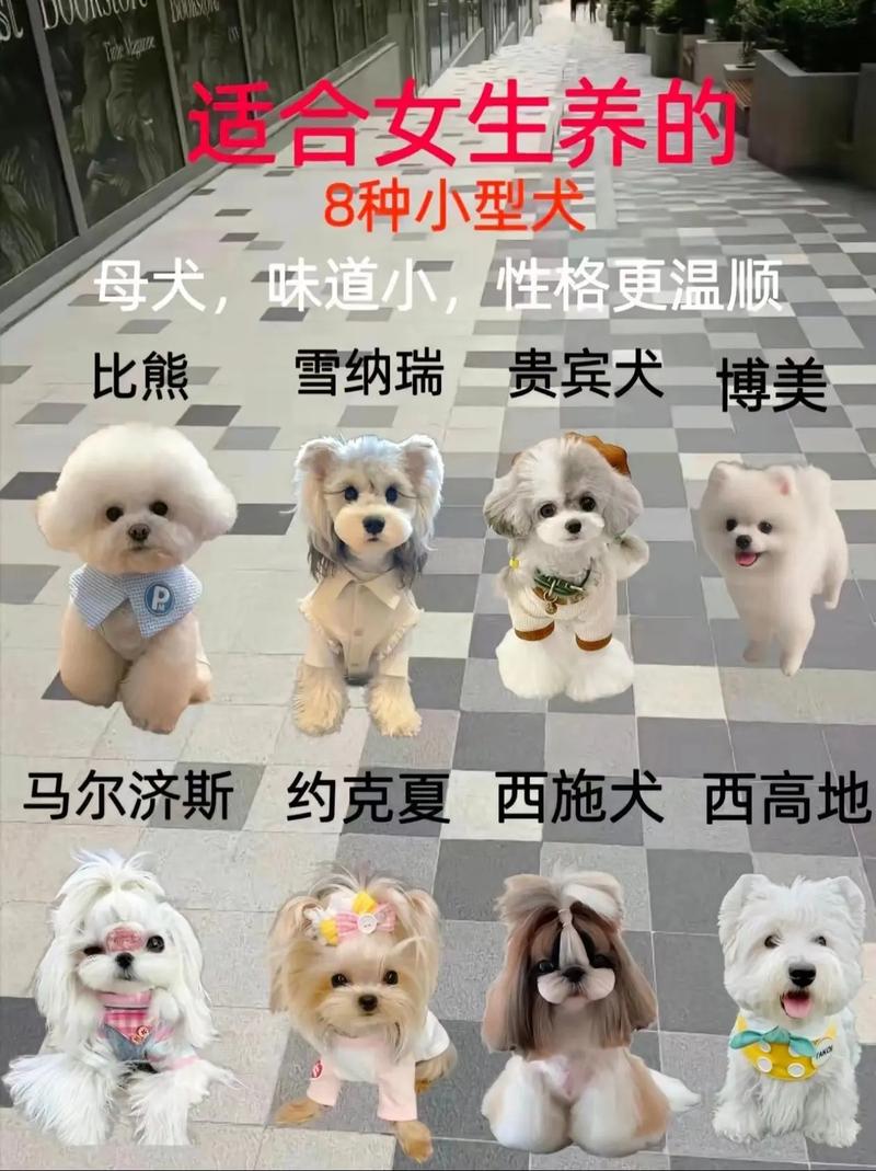 选对品种,收获快乐陪伴(宠物犬排名图片大全) 选对品种,收获快乐陪伴(宠物犬排名图片大全)