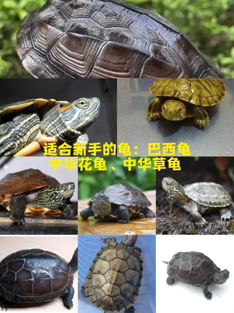 红耳龟黄缘龟巴西龟怎么选?(国内的什么乌龟品种适合做宠物) 红耳龟黄缘龟巴西龟怎么选?(国内的什么乌龟品种适合做宠物)