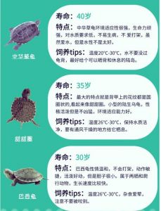 鳄龟黄缘龟等皮实好养品种推荐（乌龟哪个品种好养）