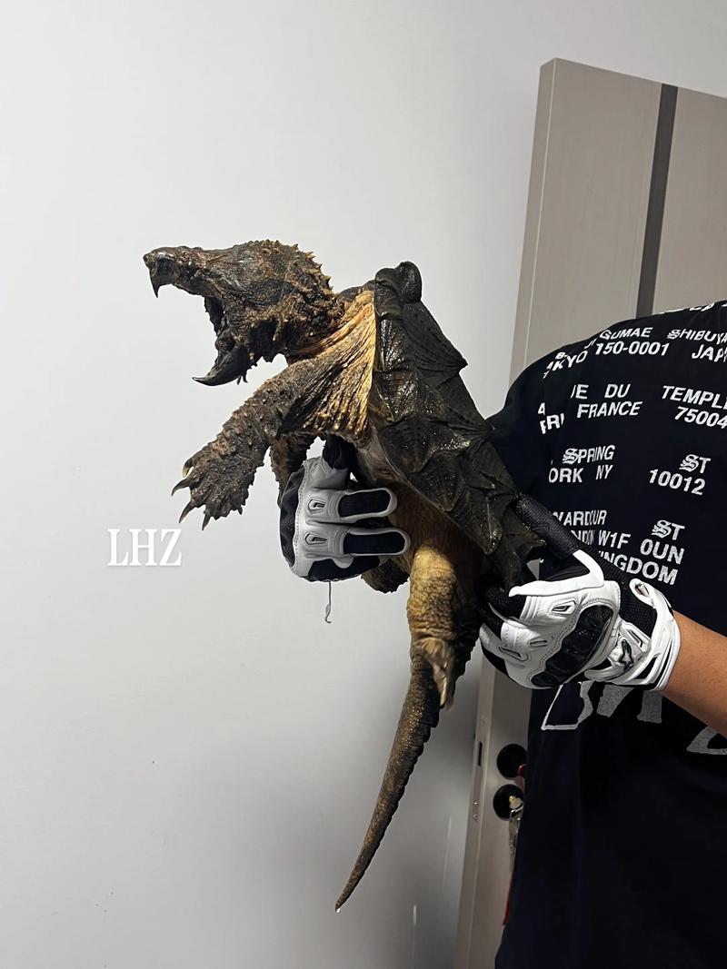 检疫容器手续全(鳄龟可以带上飞机吗) 检疫容器手续全(鳄龟可以带上飞机吗)