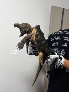 检疫容器手续全（鳄龟可以带上飞机吗）