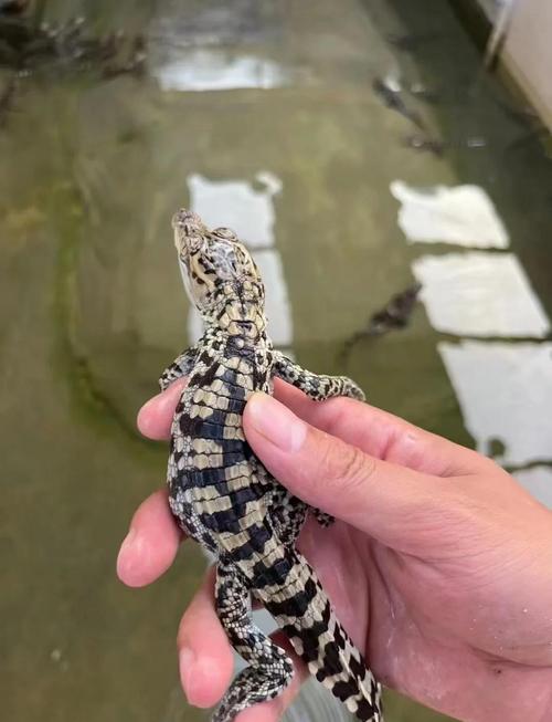 小鳄鱼当宠物?选对品种勤护理!(宠物鳄鱼是什么品种) 小鳄鱼当宠物?选对品种勤护理!(宠物鳄鱼是什么品种)