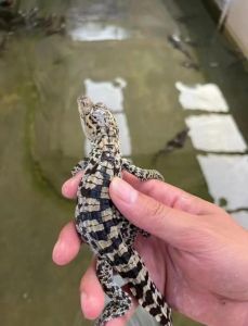 小鳄鱼当宠物？选对品种勤护理！（宠物鳄鱼是什么品种）